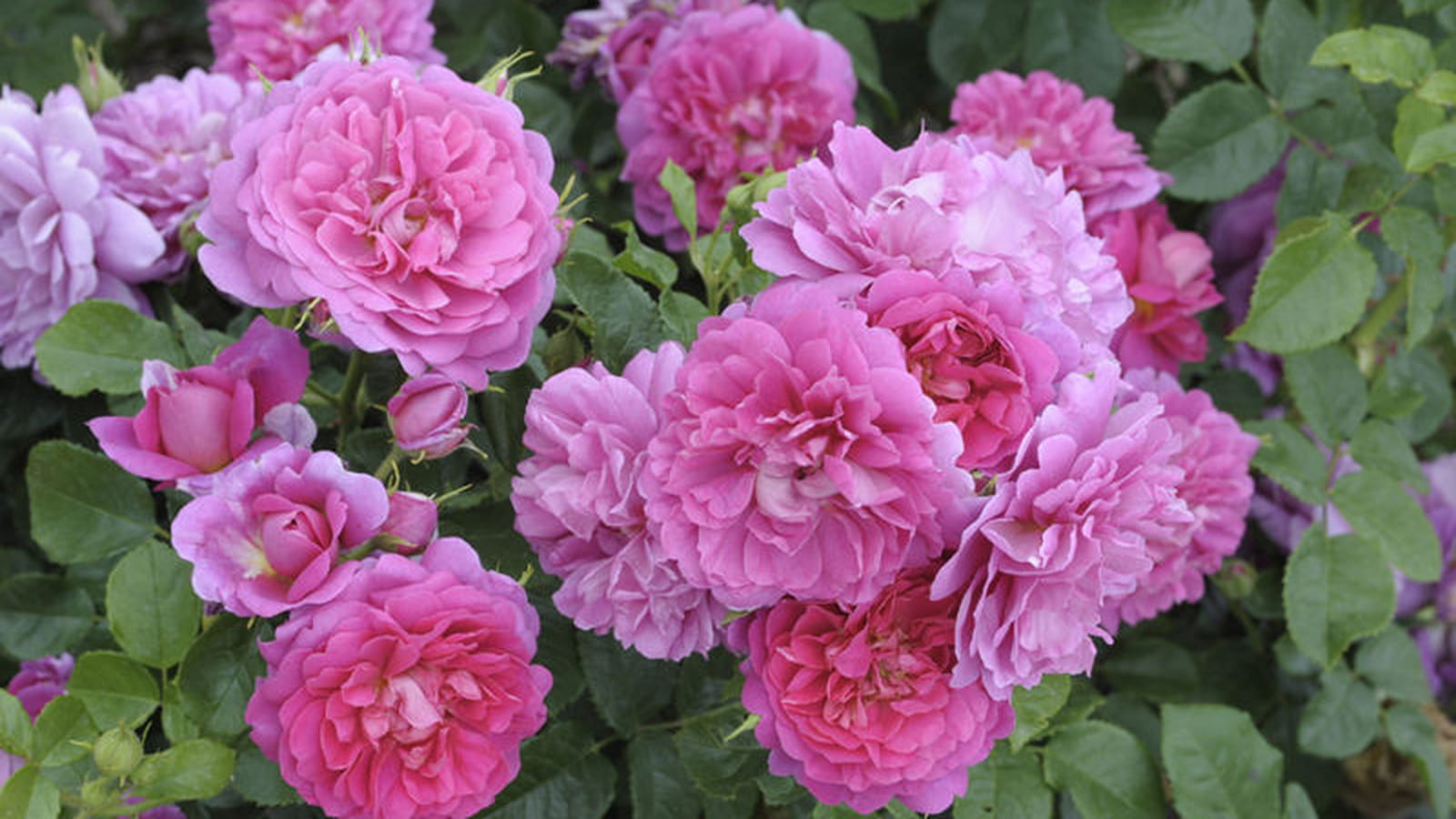 Rosier arbustif