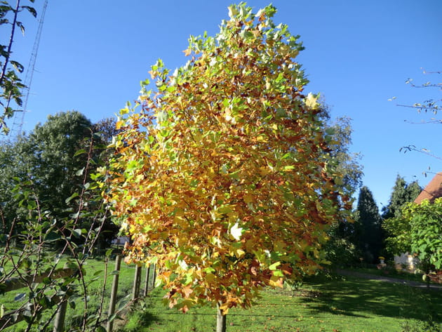 Le tulipier de Virginie en automne