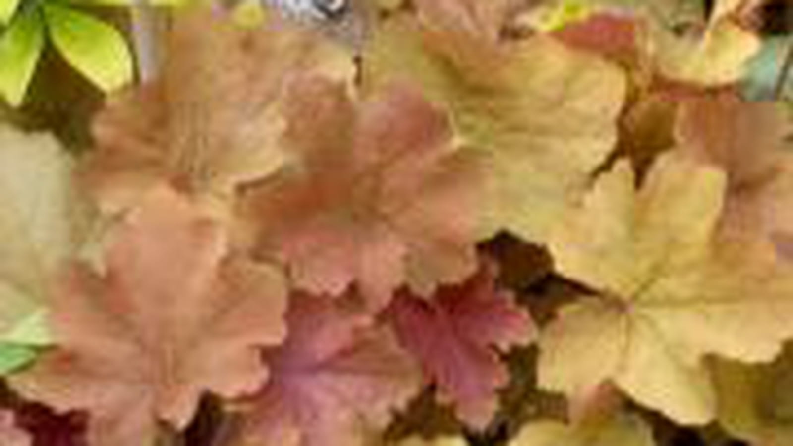 Heuchera villosa 'Caramel'