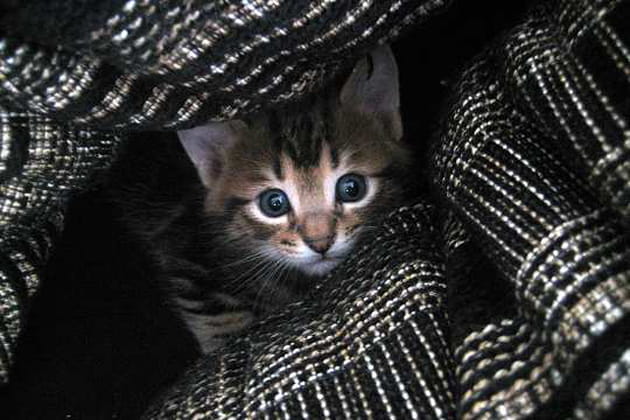 Je suis cach&eacute;