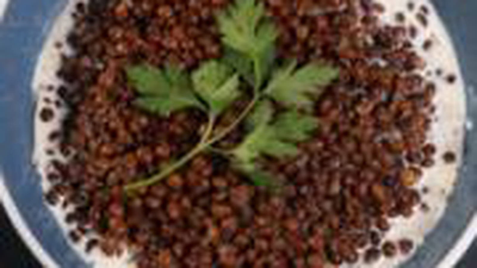 Lentilles sur crème d’ail, tranches de lard grillé