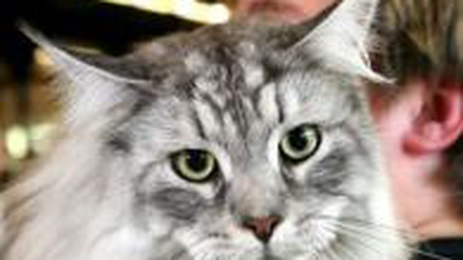 Championnat de France des chats de race