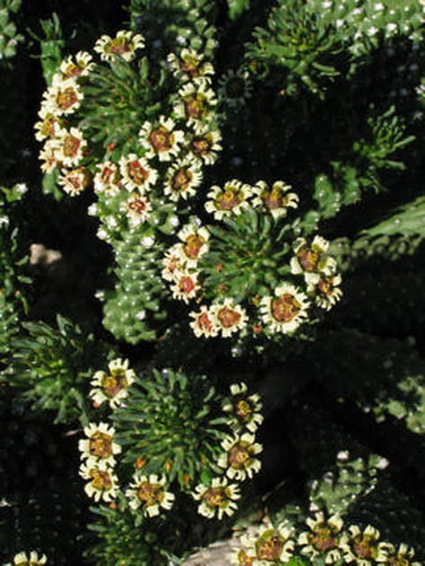 Euphorbia caput-medusae