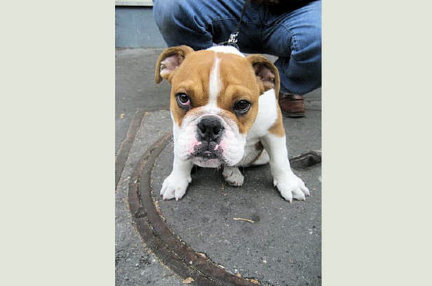 La hargne du bulldog anglais