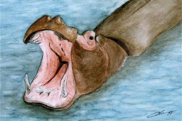 Baillement d'hippopotame