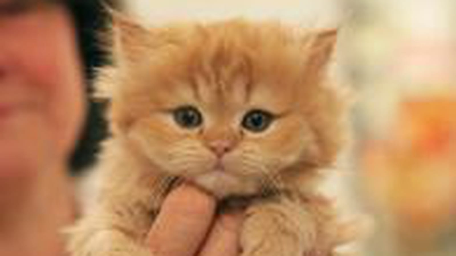 Les chatons persans