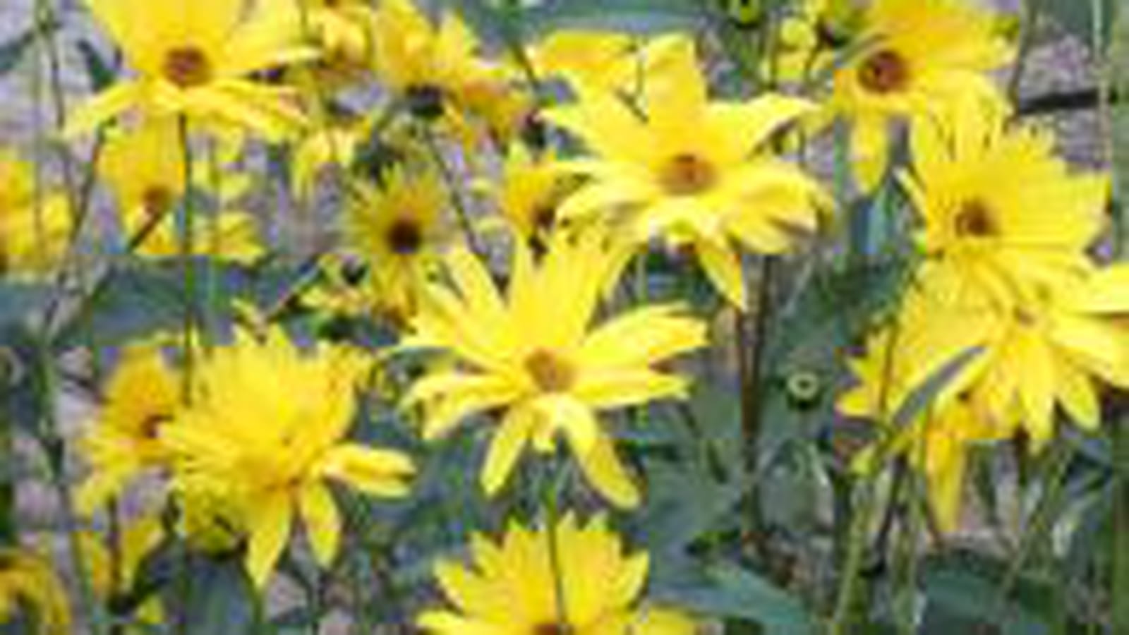 Marguerites jaunes