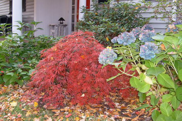 Le jardin d'artiste de Marcel