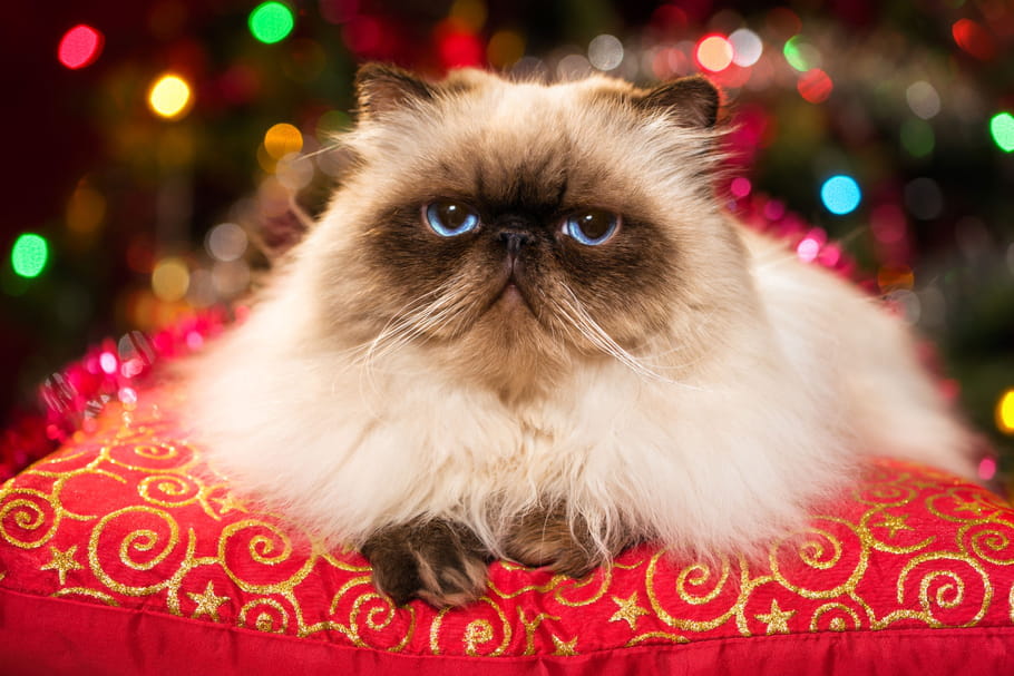 10 bonnes raisons de détester Noël