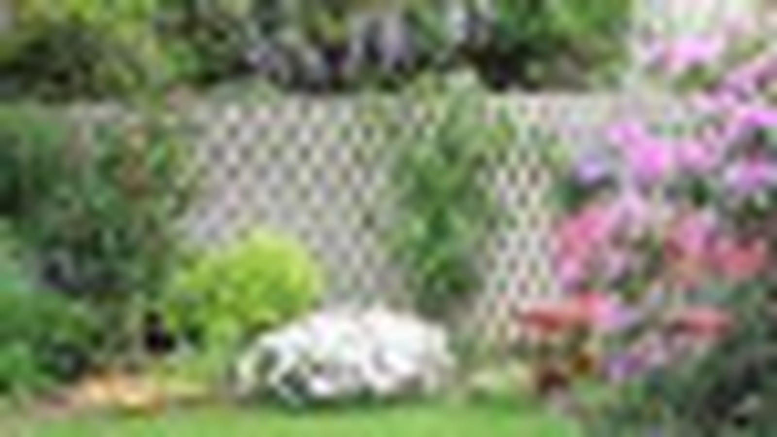 Printemps au jardin