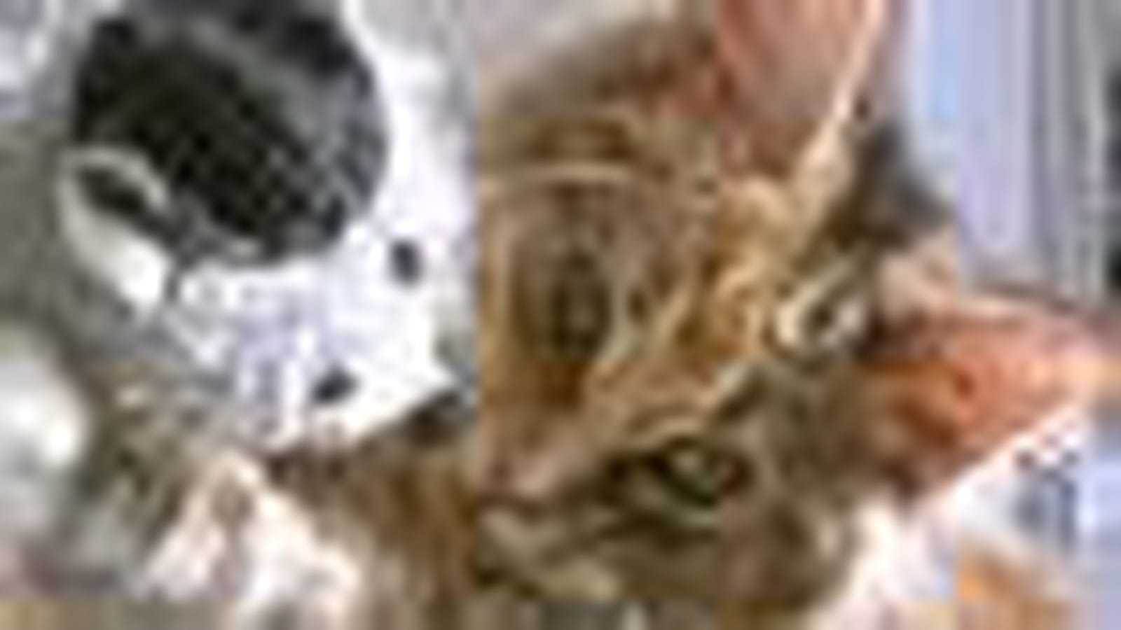Le Maine Coon