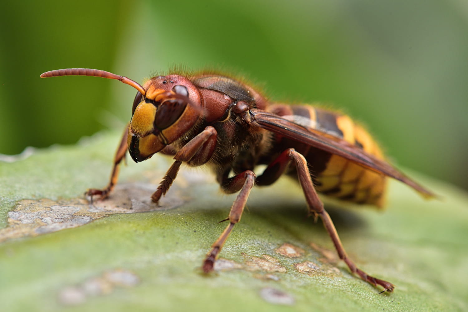 Piqûre de frelon gonflement, que faire pour la soigner