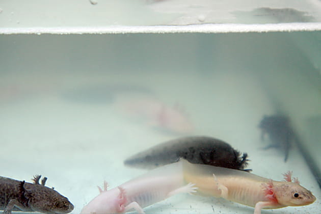 Un espèce endémique