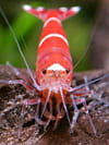 tetra crevette cristal rouge