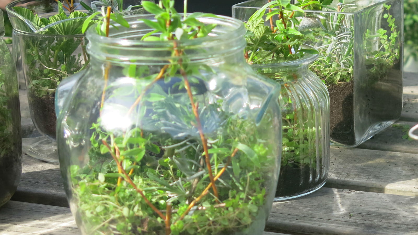 Un terrarium