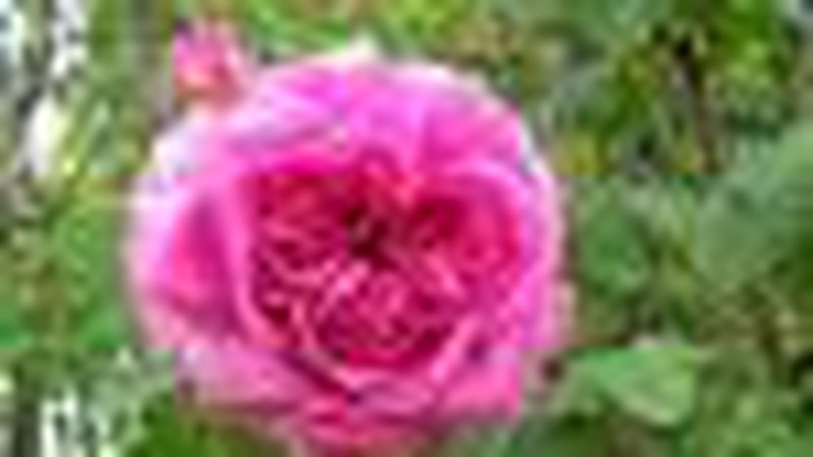 Rose Mme Isaac Péreire