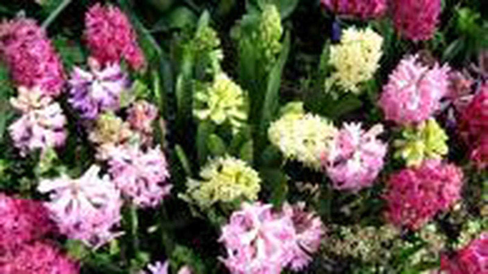 Bulbes à fleurs