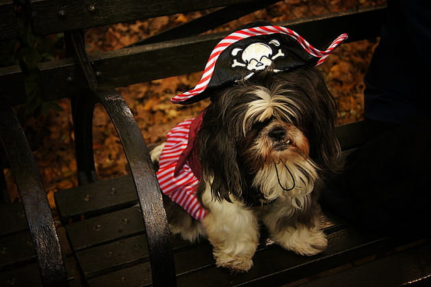 Attention ! Pirate en vue