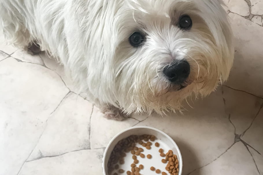Meilleures Croquettes Pour Chiens La Selection