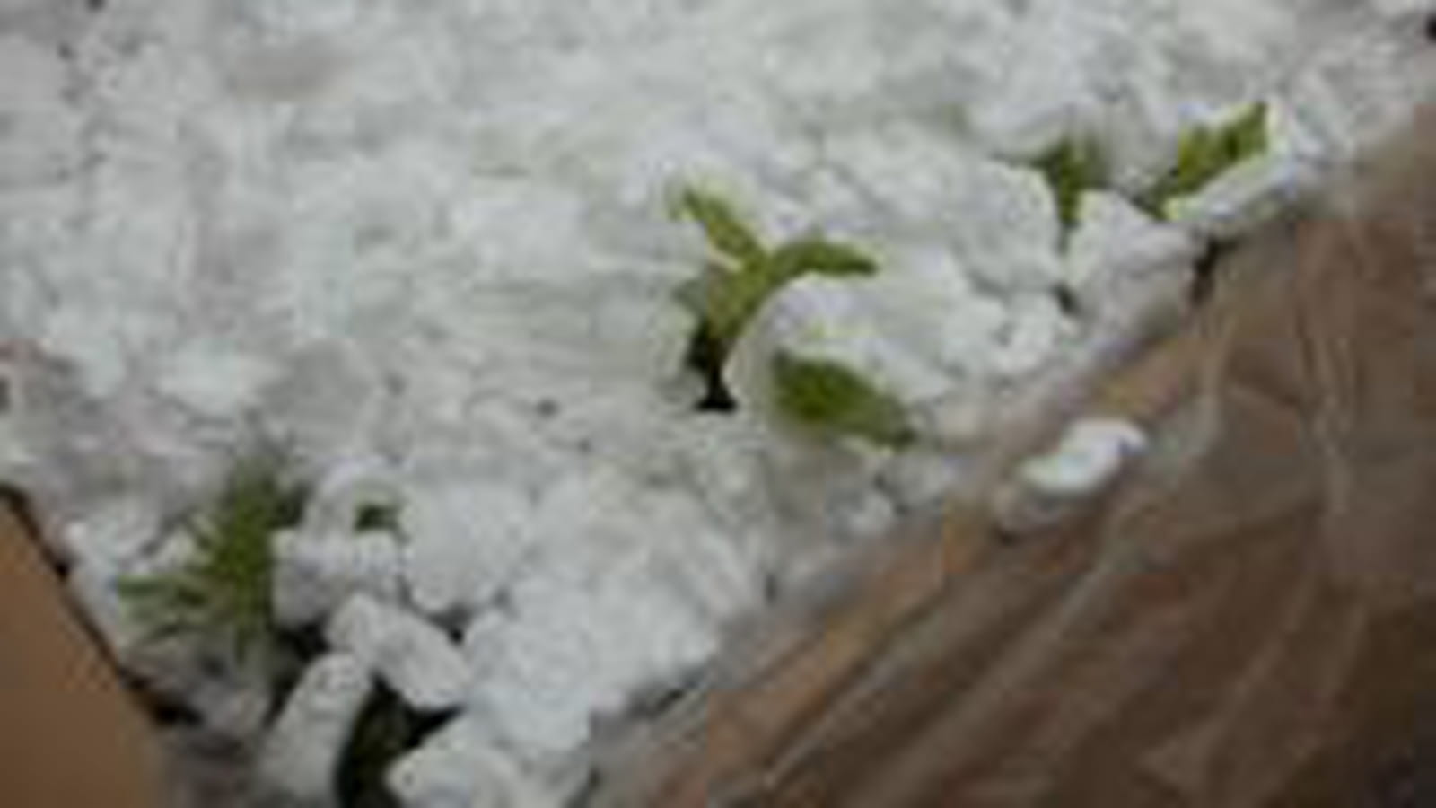 Plantes