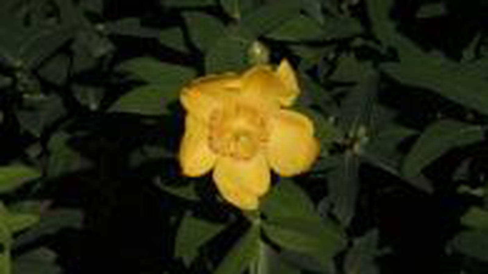 Plantes mellifères