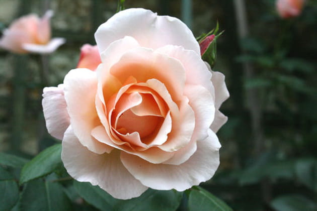 Belle opaline, montre toi !