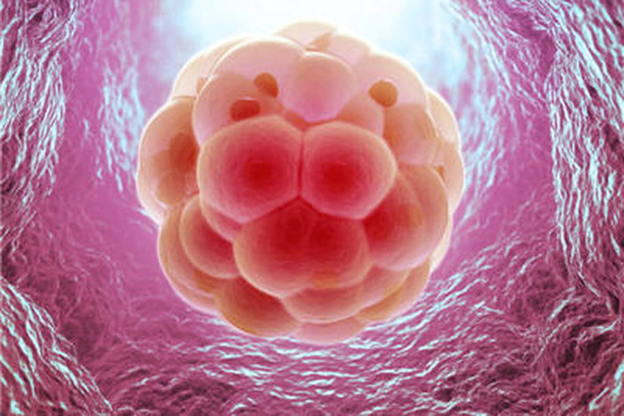 FIV : l'embryon en 3 D, une première qui pourrait améliorer les résultats d'implantation