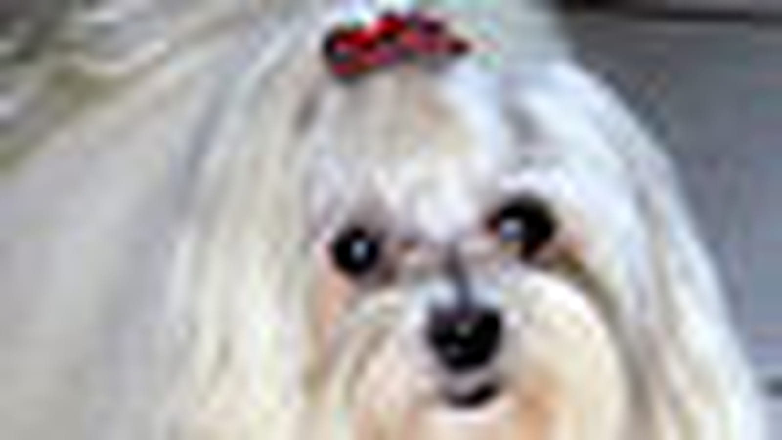 Bichon maltais