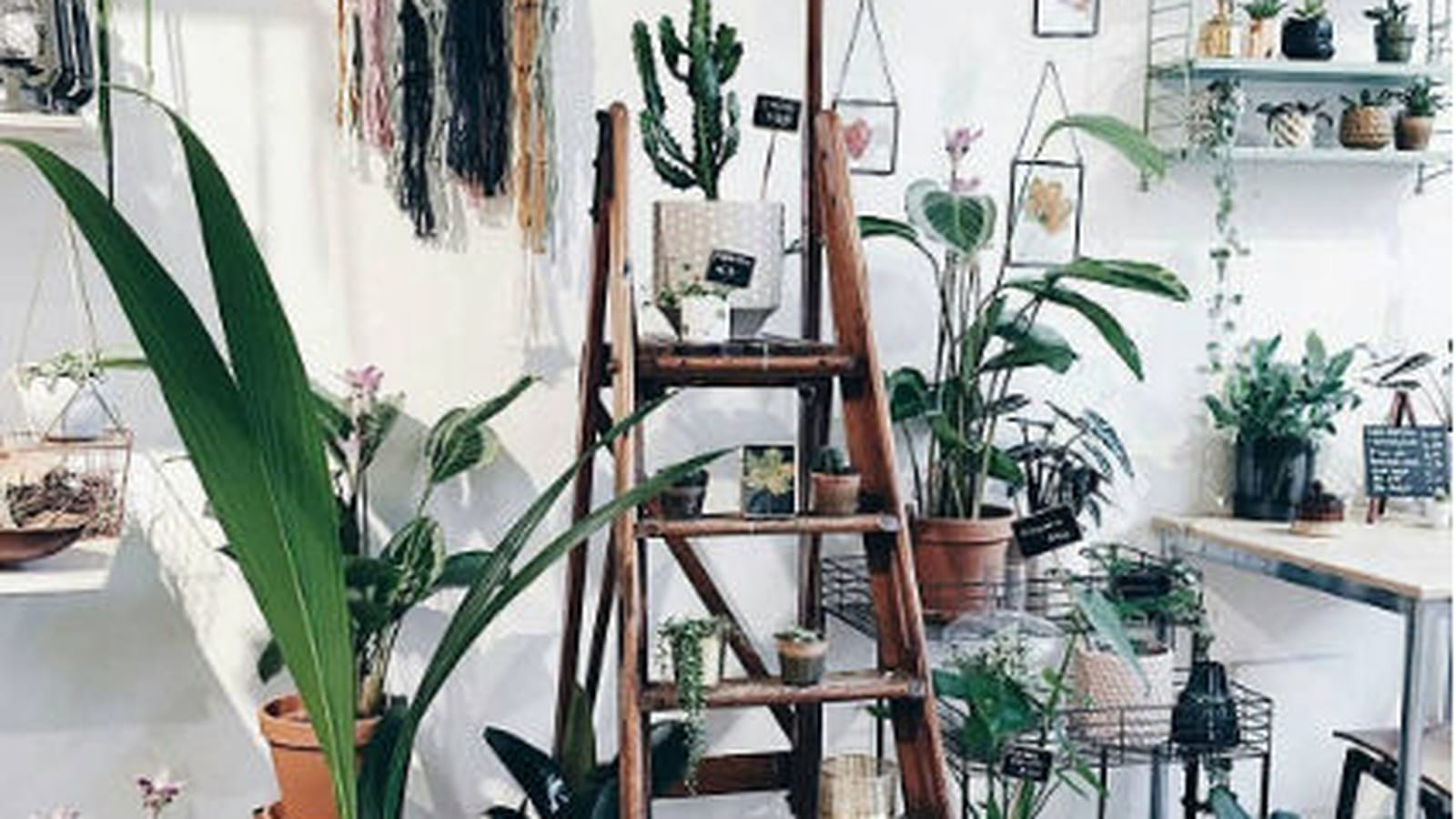Wildernis, Amsterdam