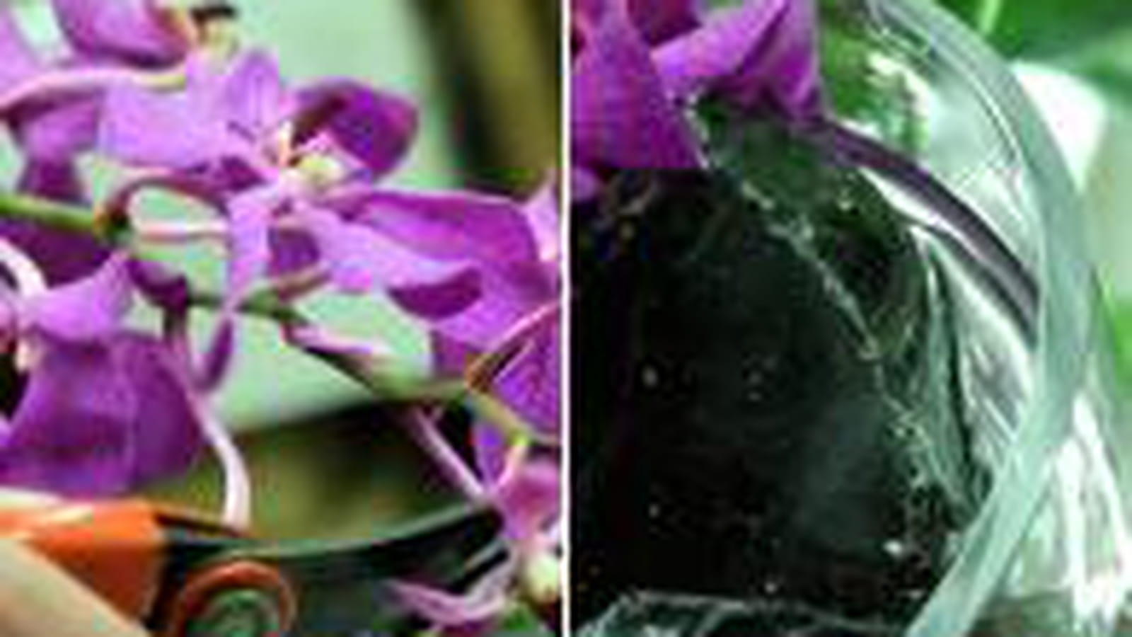 Les orchidées
