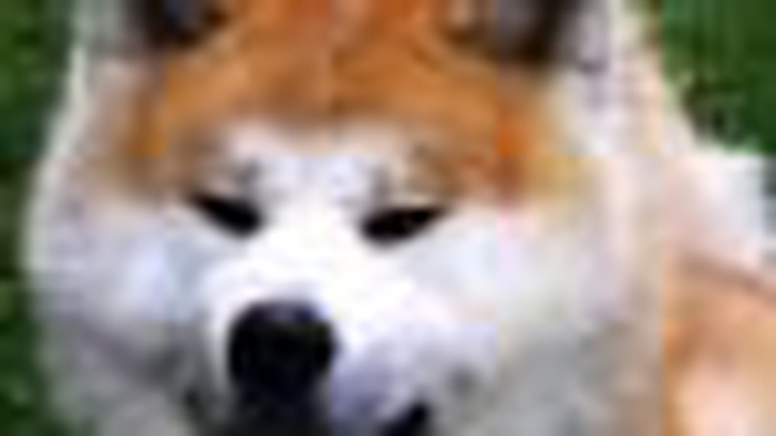 Akita inu