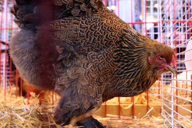 Prix du Pr&eacute;sident de la R&eacute;publique