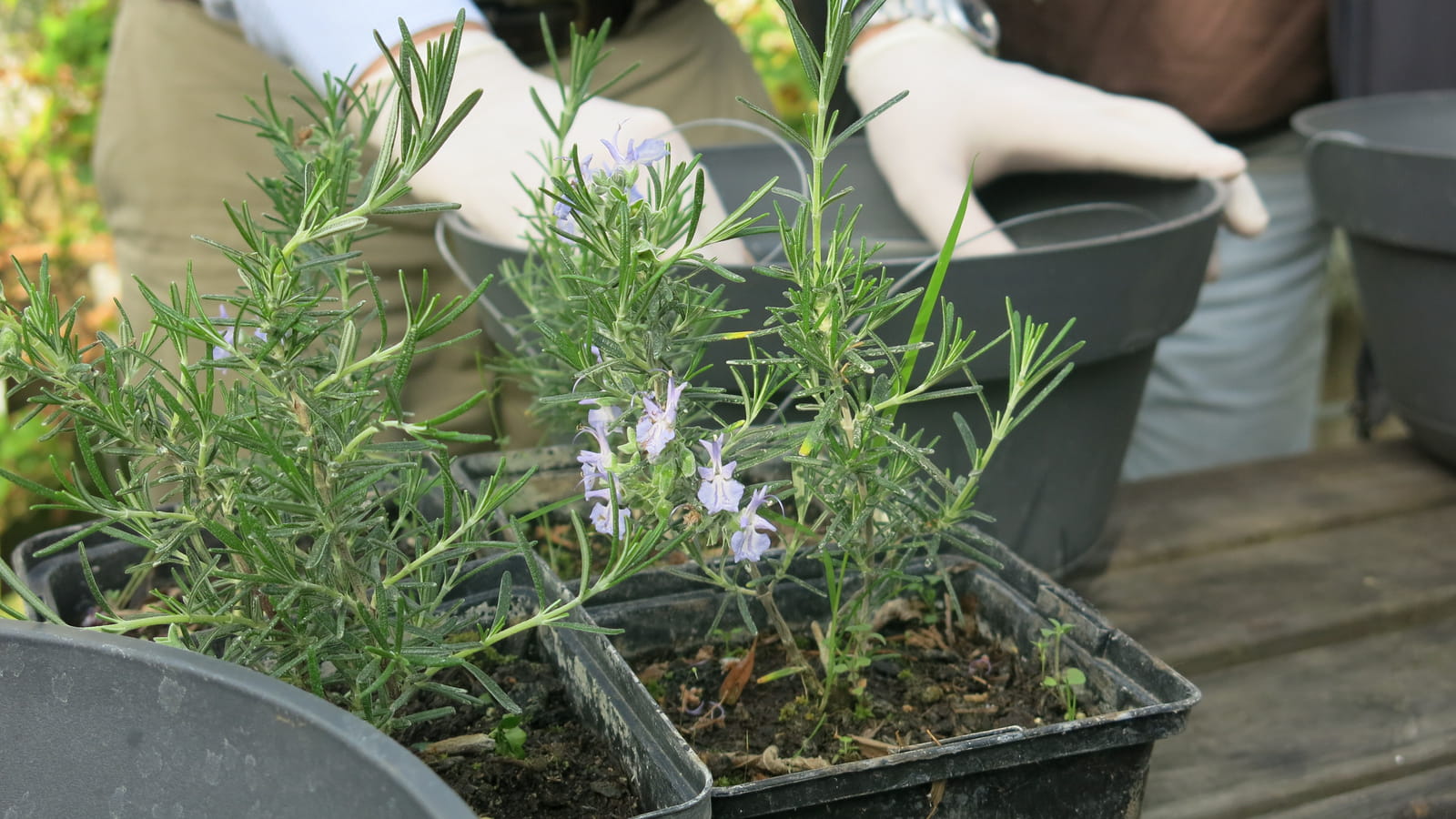 Choisir ses plantes