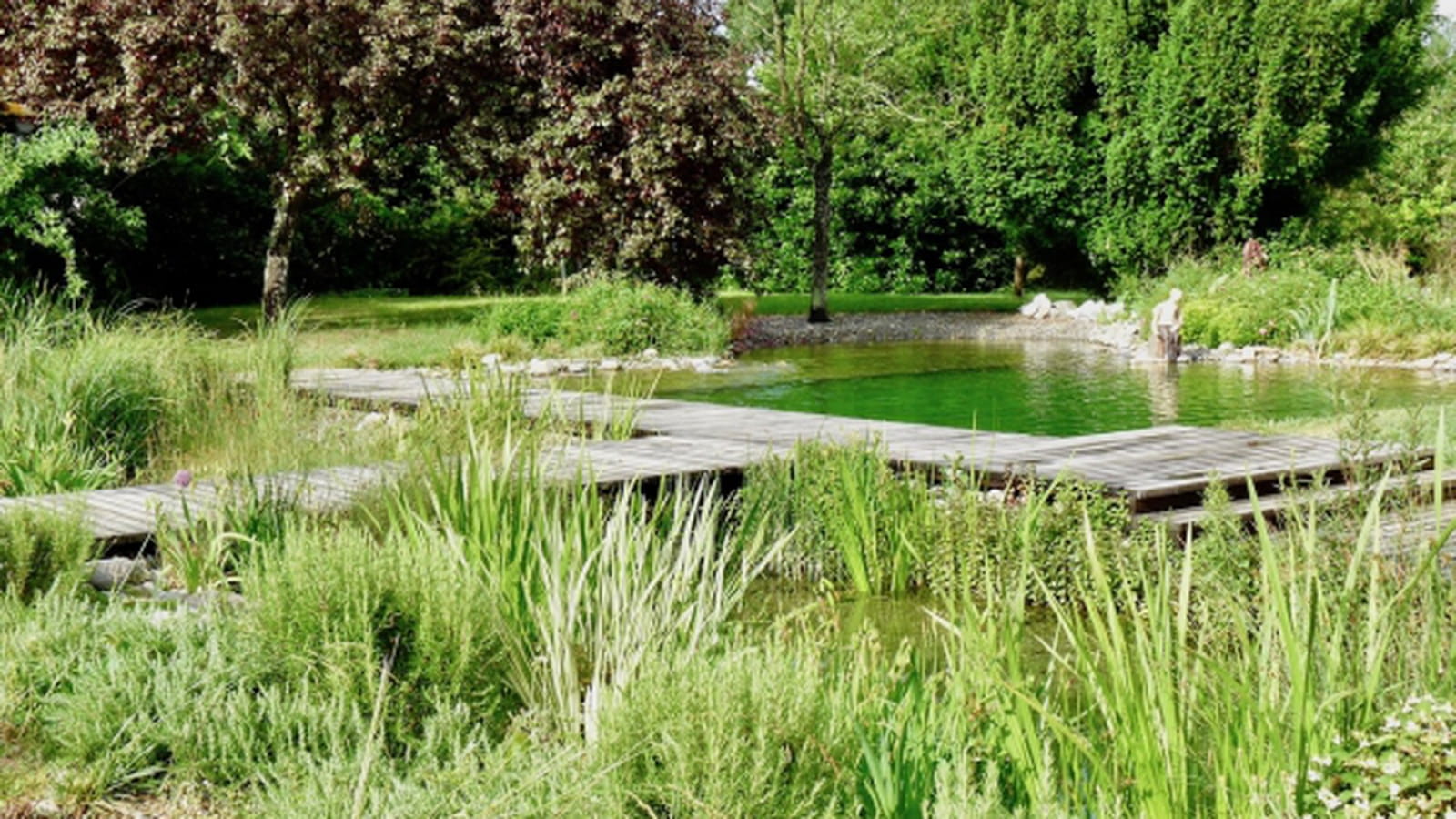 Piscine végétale
