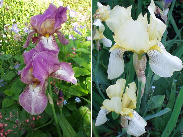 Iris &eacute;lanc&eacute;s