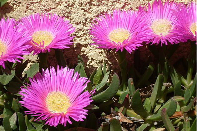 Des griffes de sorcière aux couleurs pimpantes