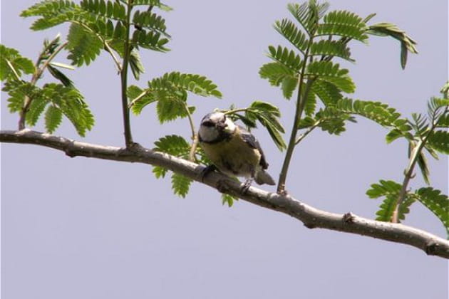 Une m&eacute;sange bleue de passage