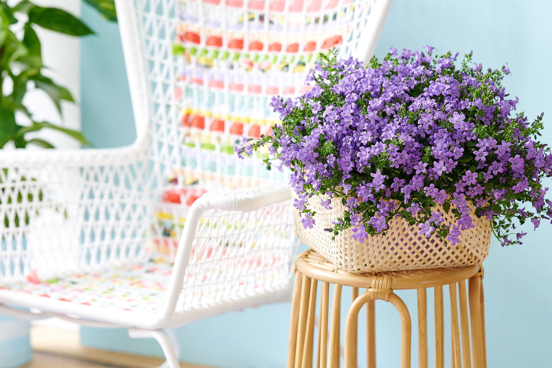 15 plantes et fleurs tendance pour la saison printemps/été