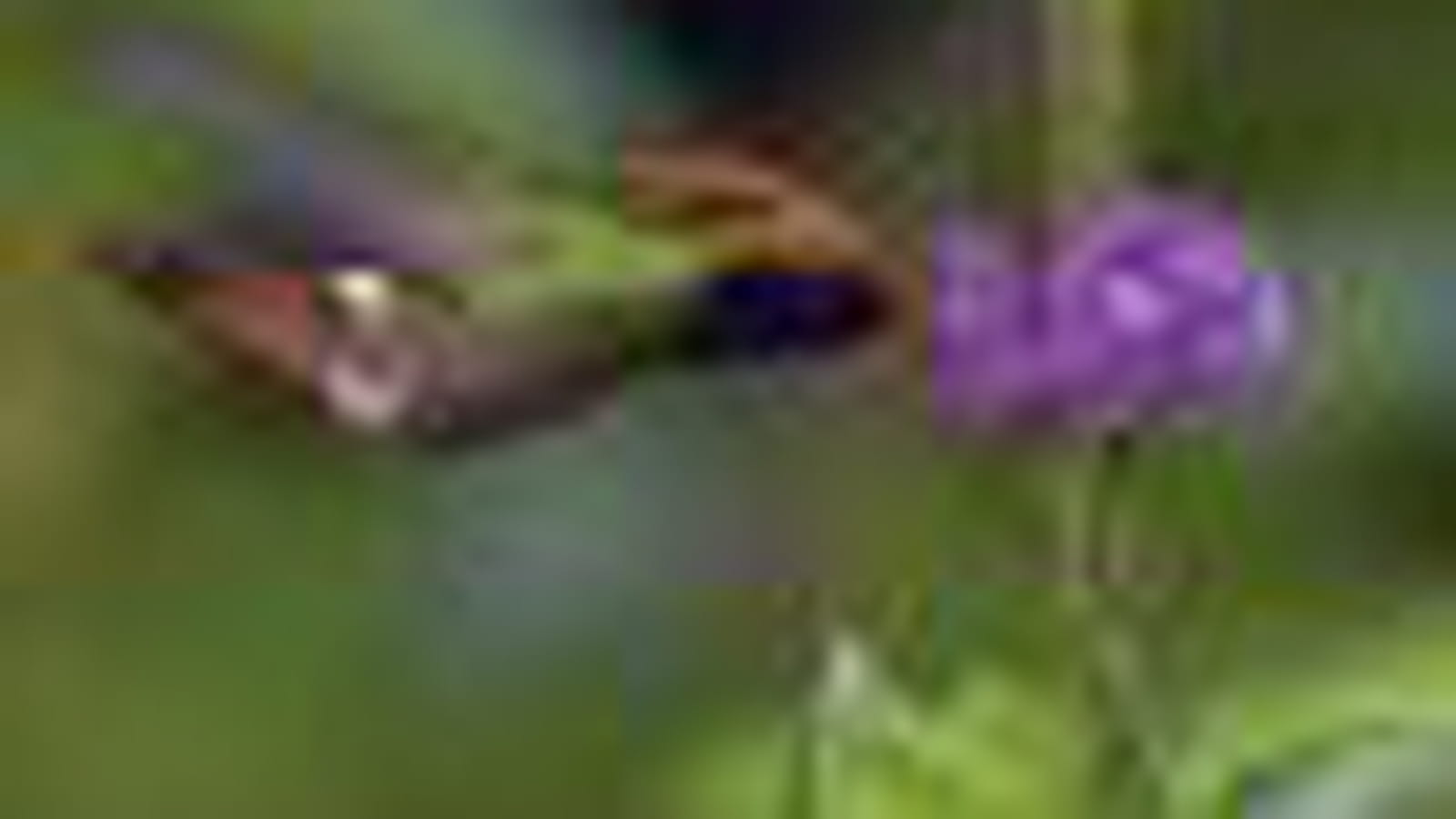 Colibri