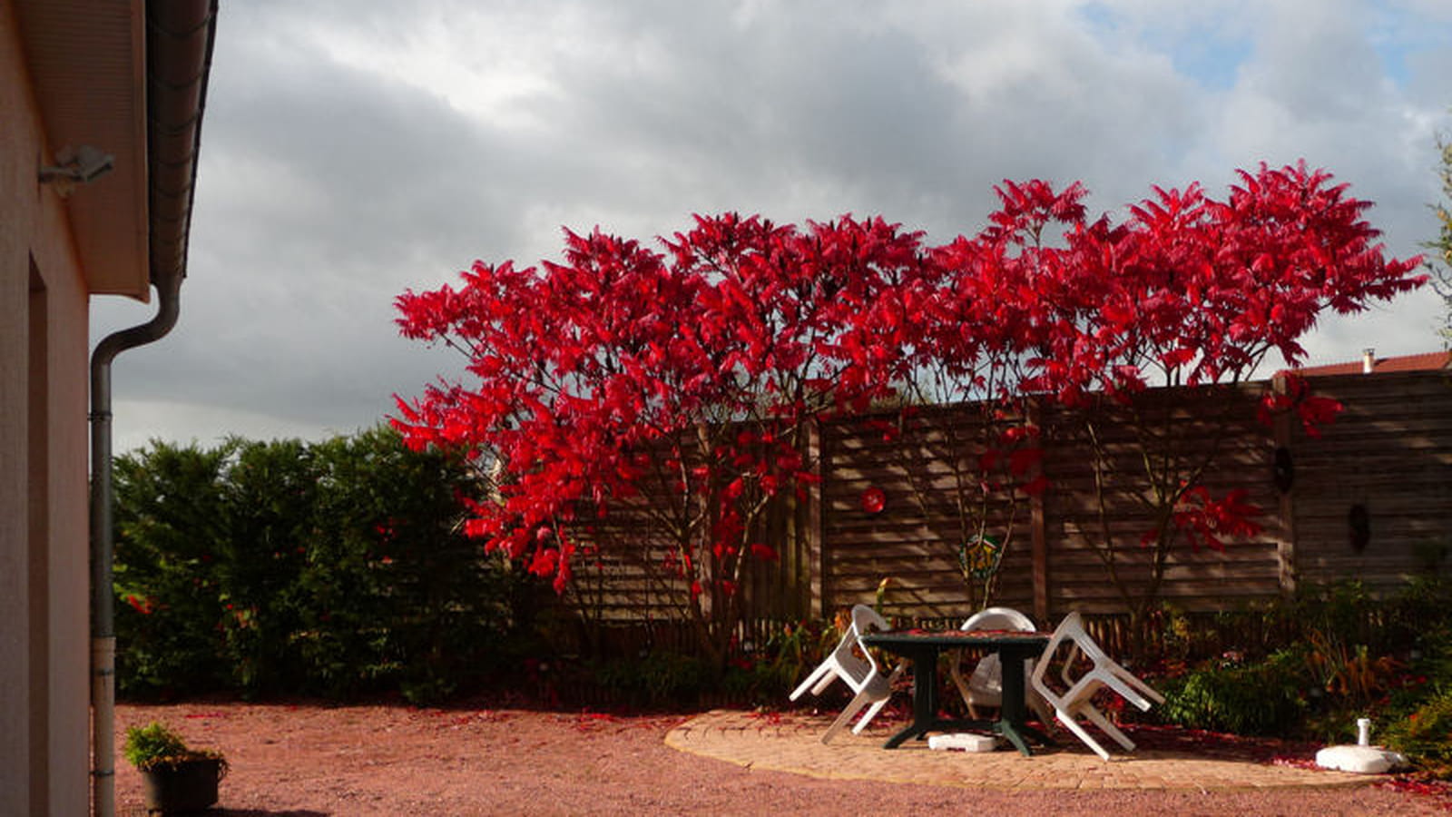 Sumacs