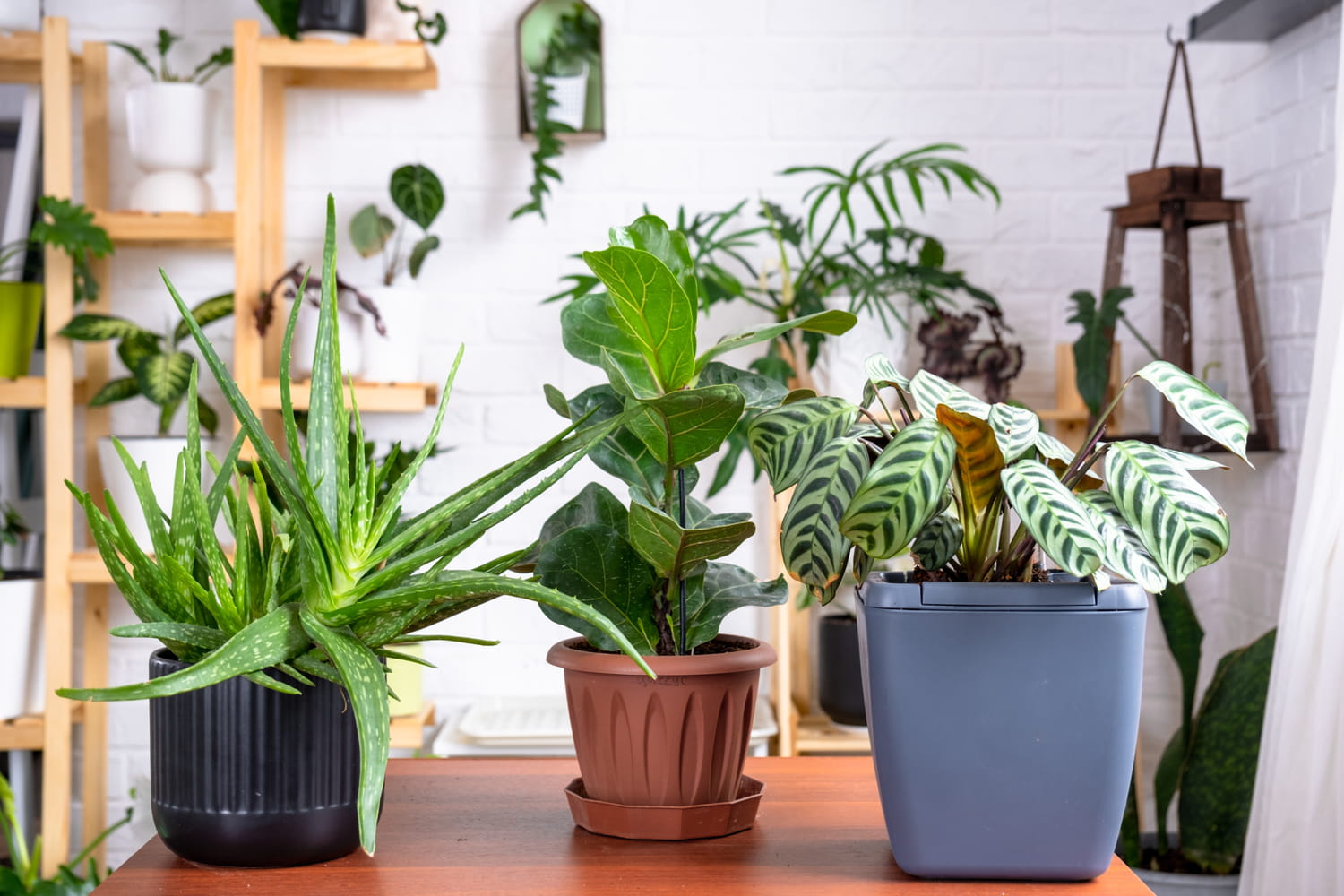 Fini la galère de l'arrosage pendant les vacances : cet accessoire à 10 euros sauve les plantes