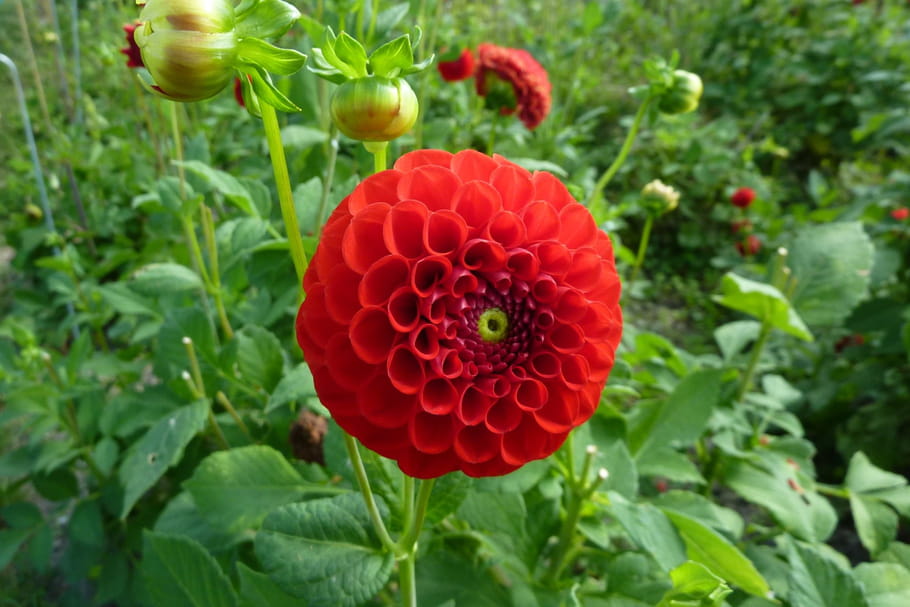 Dahlia