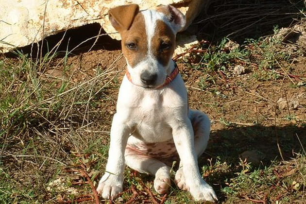 Abesse adore chasser les lapins