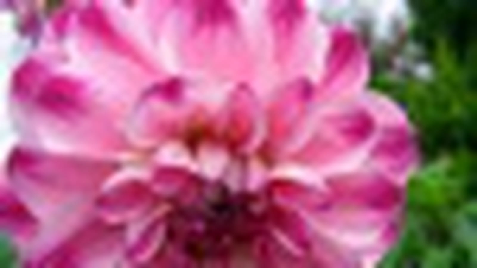 Dahlia rose