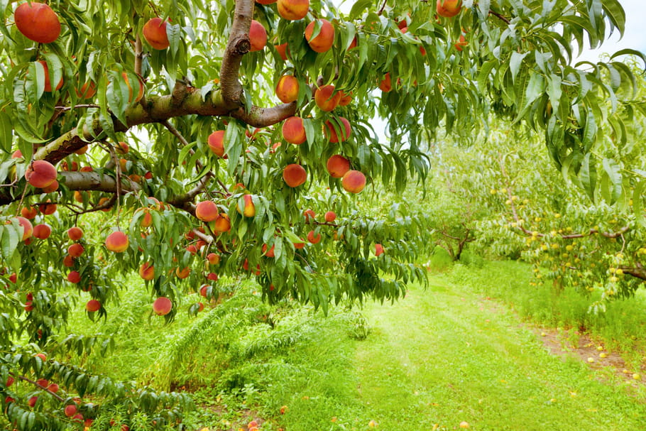 Plantation en décembre