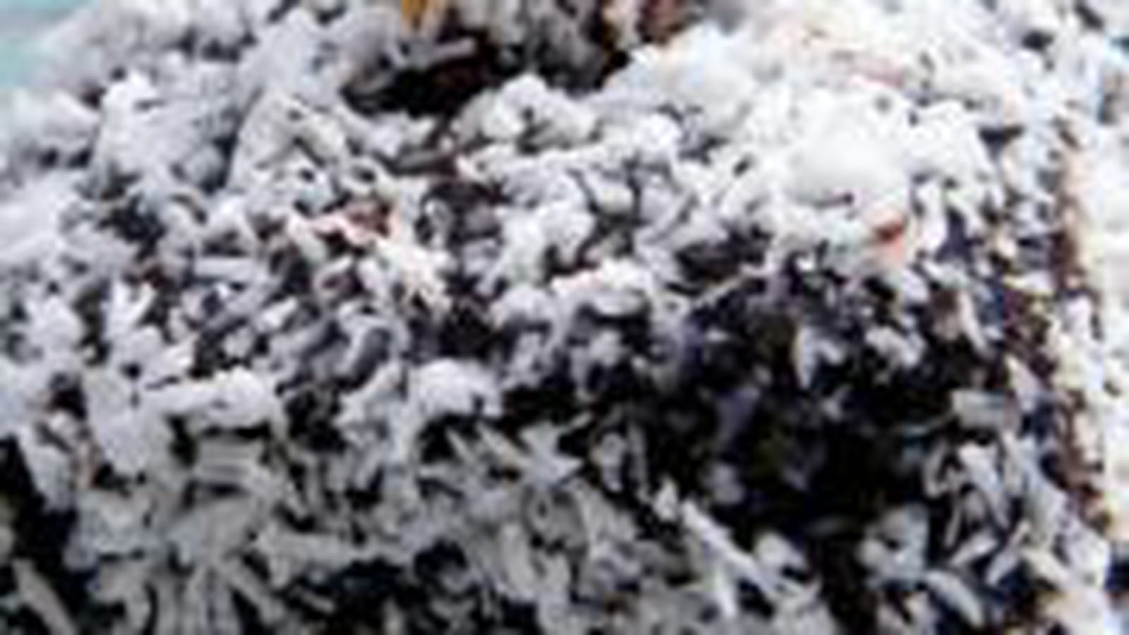 Lamingtons