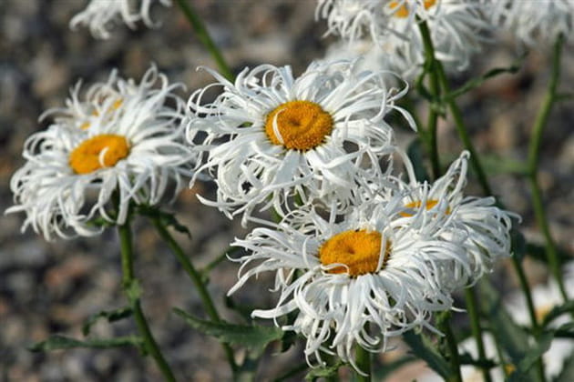 La fraîcheur des marguerites