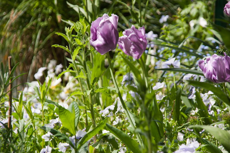 plantation fleurs saisons2