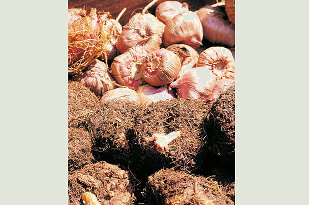 Respectez la profondeur de plantation