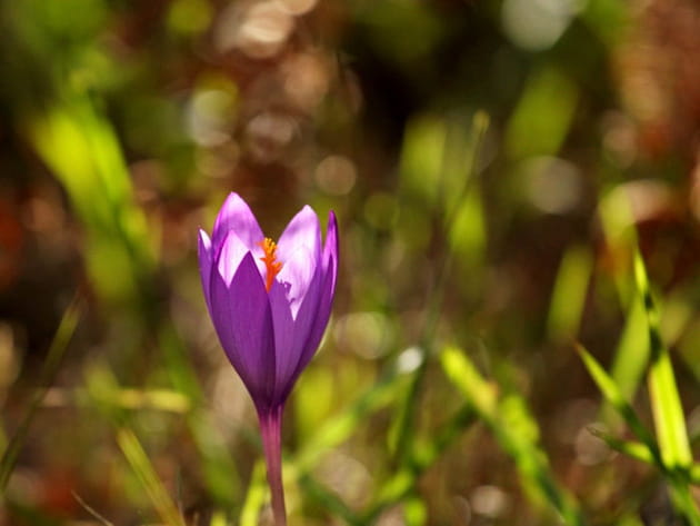 Le crocus dans la lumière d'automne